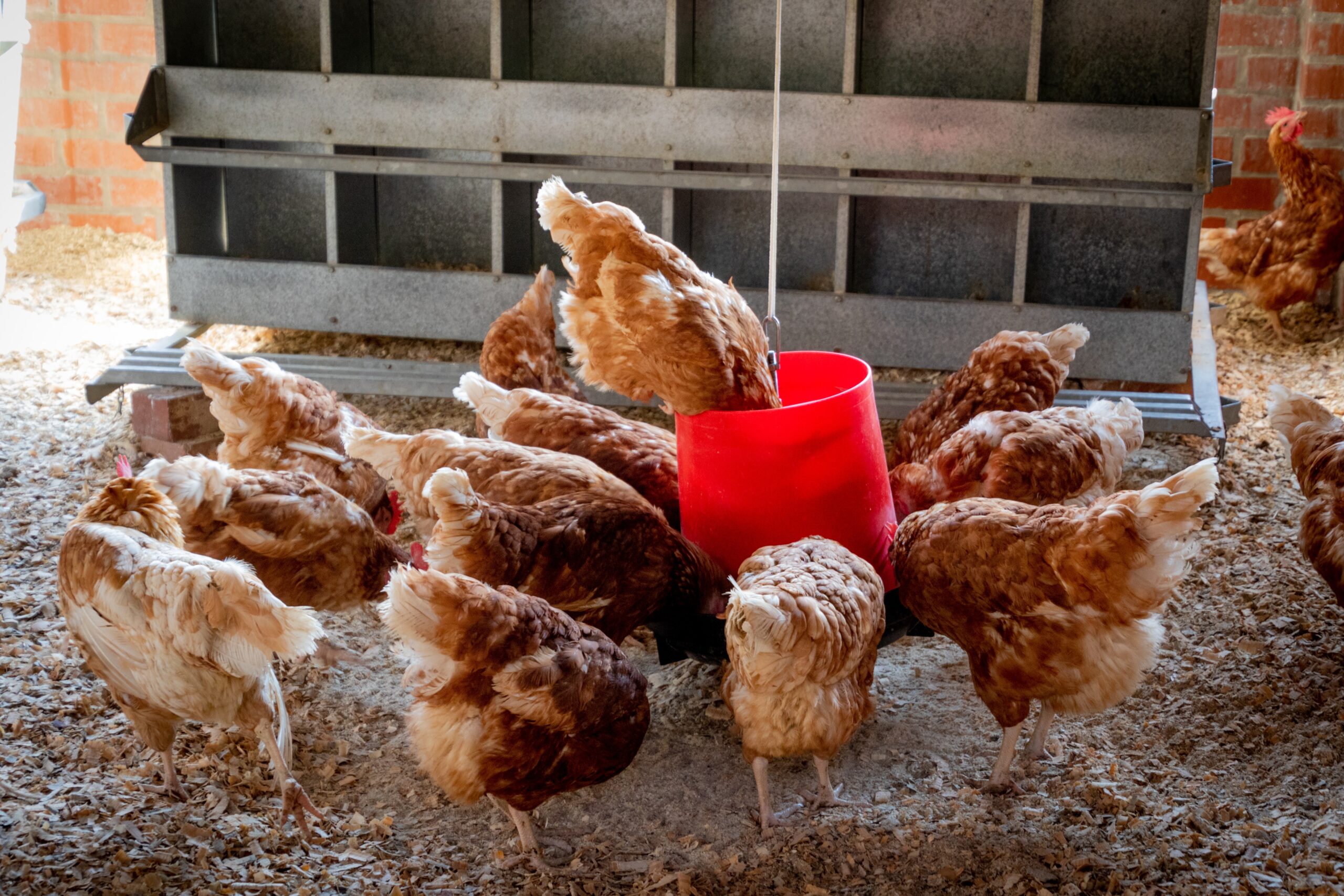 How to Start a Poultry Farm
