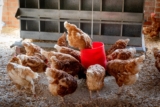 How to Start a Poultry Farm – Step-by-Step Guide: How to Start a Profitable Poultry Farm